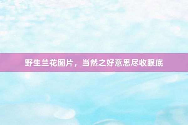 野生兰花图片，当然之好意思尽收眼底
